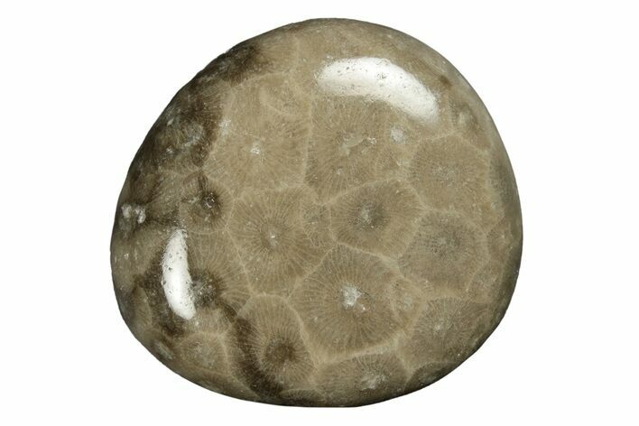 Polished Petoskey Stone (Fossil Coral) - Michigan #254395